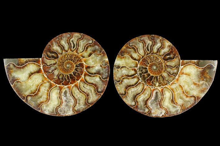Agatized Ammonite Fossil - Madagascar #135267